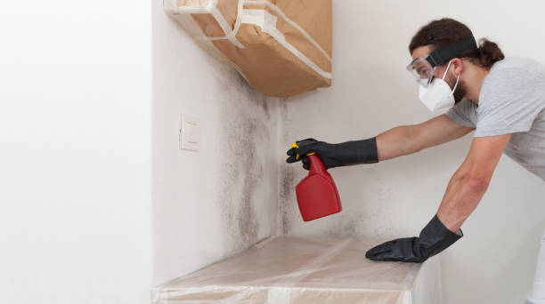 Professional Basement Mold Removal technician working in Gladstone, NJ