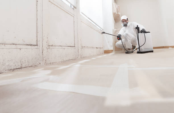 24/7 Emergency Basement Mold Removal experts in Gladstone, NJ