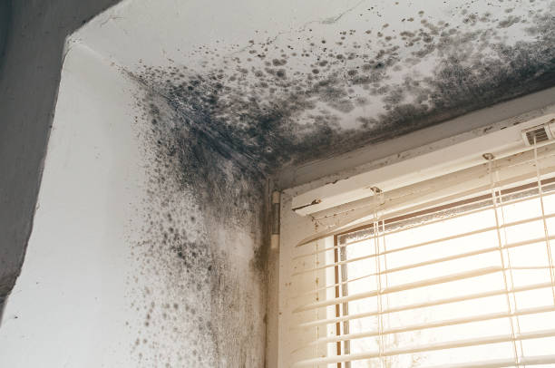 Affordable Basement Mold Removal solutions in Gladstone, NJ