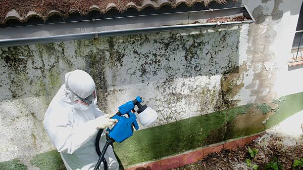 Top rated local Basement Mold Removal specialists in Gladstone, NJ
